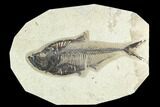 7.1" Fossil Fish (Diplomystus) - Green River Formation - #129550-1